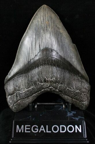 South Carolina Megalodon Tooth - Beastly #13061